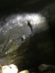 Amolops hongkongensis