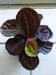 Goeppertia roseopicta