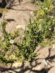 Angiospermae