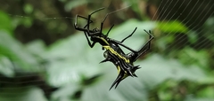 Micrathena vigorsi