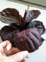 Goeppertia roseopicta