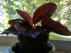 Goeppertia roseopicta