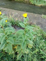 Helianthus tuberosus