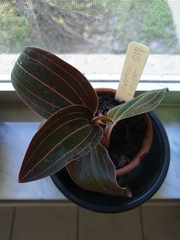 Ludisia discolor