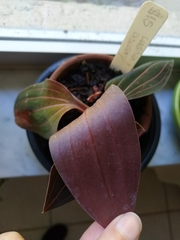 Ludisia discolor