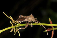 Melucha quadrivittis