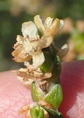 Passerina paleacea
