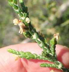 Passerina paleacea