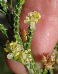 Passerina paleacea