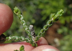 Passerina paleacea
