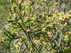Passerina paleacea