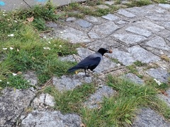 Corvus cornix