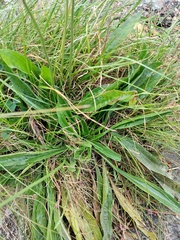 Plantago lanceolata