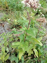 Eupatorium cannabinum
