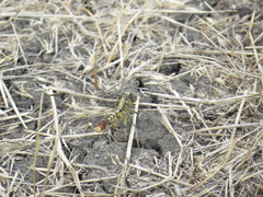 Arigomphus submedianus