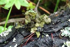 Nephromopsis laureri