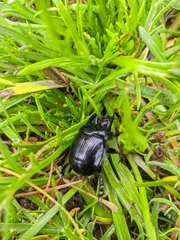 Typhaeus typhoeus