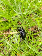 Typhaeus typhoeus