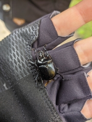 Typhaeus typhoeus