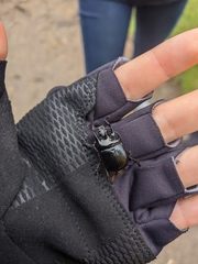 Typhaeus typhoeus