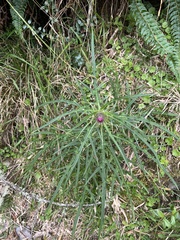 Cirsium tatakaense