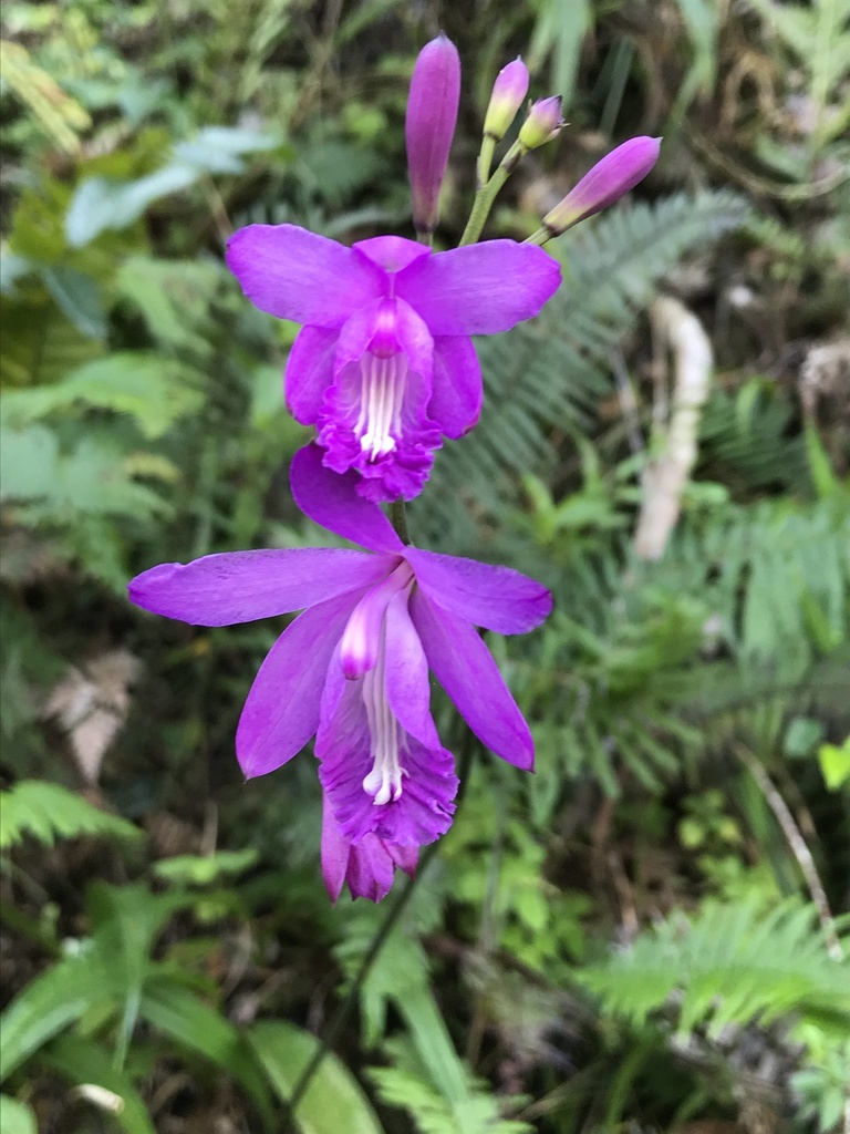 Flor de Pasmo