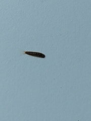 Insecta