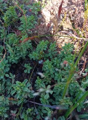 Hermannia diversistipula