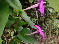 Ipomoea dumosa