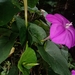Ipomoea dumosa - Photo 由 Sarahí Díaz 所上傳的 (c) Sarahí Díaz，保留部份權利CC BY-NC