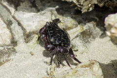 Metopograpsus frontalis