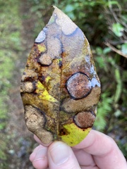 Valdensinia heterodoxa