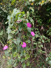 Ipomoea dumosa