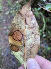 Valdensinia heterodoxa