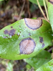 Valdensinia heterodoxa