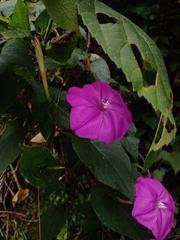 Ipomoea dumosa