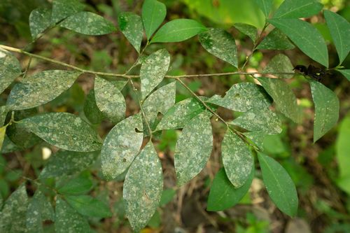 Erythroxylum ulei