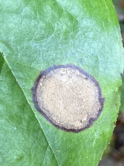 Valdensinia heterodoxa