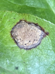Valdensinia heterodoxa
