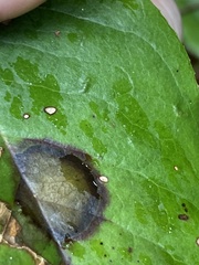 Valdensinia heterodoxa