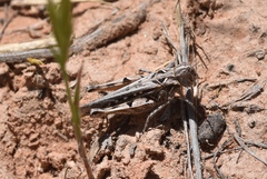 Psoloessa delicatula