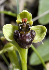 Ophrys bombyliflora