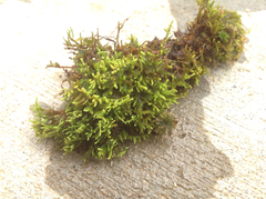 Claopodium rostratum