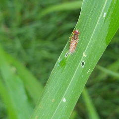 Toxomerus pulchellus