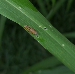 Toxomerus pulchellus