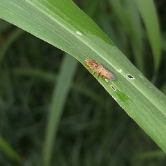 Toxomerus pulchellus