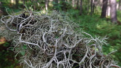 Evernia esorediosa