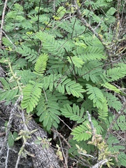 Acaciella