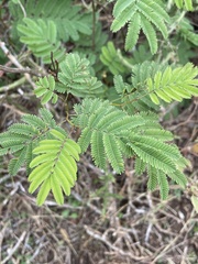Acaciella