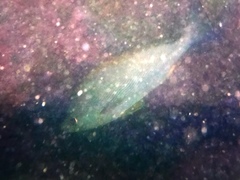 Parapristipoma trilineatum